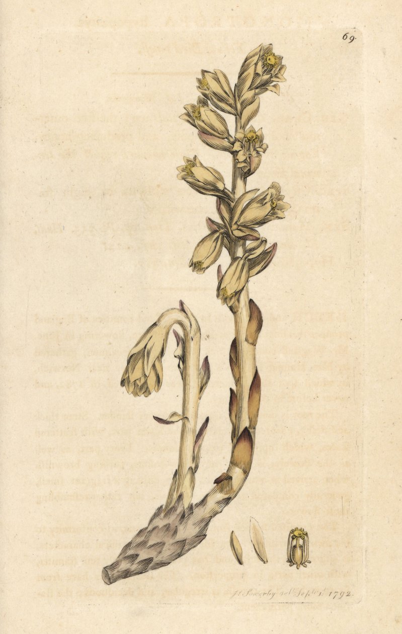 黄燕窝（Aristoloche） 根据詹姆斯-索尔比（James Sowerby）的插图绘制的手工彩色铜版雕刻，出自伦敦詹姆斯-史密斯（James Smith）的《英国植物学》（English Botany）。 作者 詹姆斯·索尔比