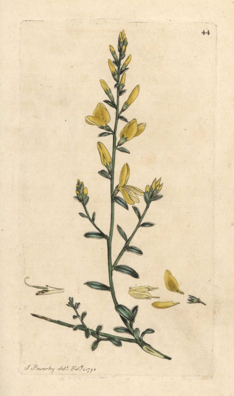 染色者的扫帚或染色者的绿草，Genista Tinctoria 手绘铜版雕刻，由詹姆斯·索尔比 (James Sowerby) 绘制，来自伦敦詹姆斯·史密斯英国植物学 (James Smith