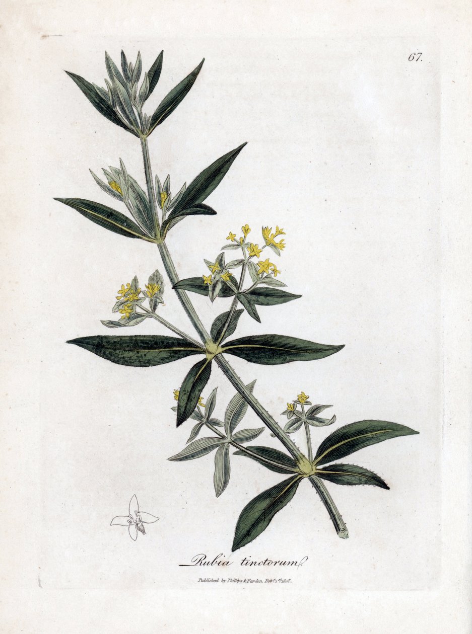 茜草，茜草。 手绘铜版雕刻，取自詹姆斯·索尔比 (James Sowerby) 的植物插图，来自威廉·伍德维尔 (William Woodville) 和威廉·杰克逊·胡克爵士 (Sir William Jackson Hooker) 的“药用植物学”，约翰·博恩 (John Bohn)，伦敦 作者 詹姆斯·索尔比