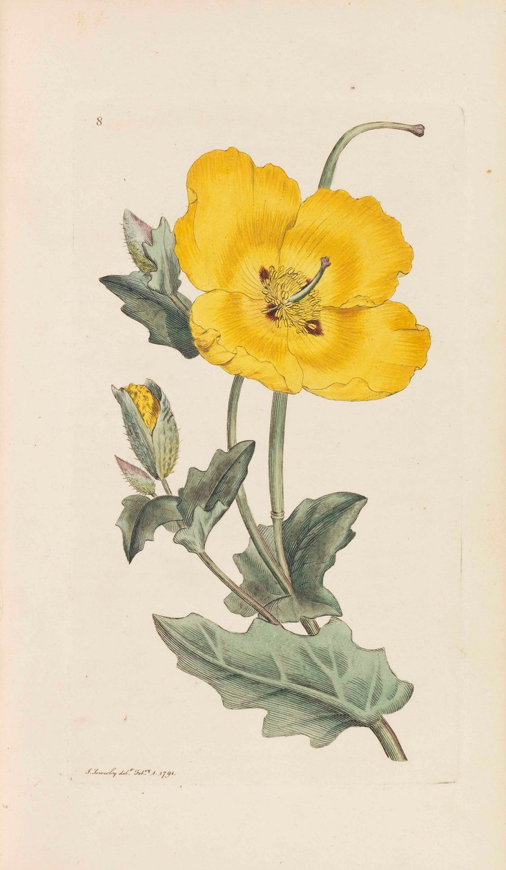 英国植物学，1790-1800年。 作者 詹姆斯·索尔比