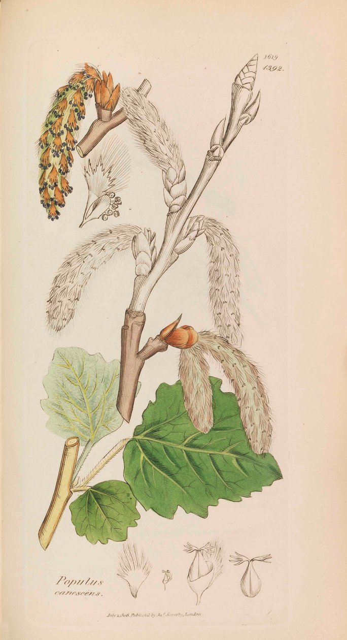英国植物学，1790-1800年。 作者 詹姆斯·索尔比