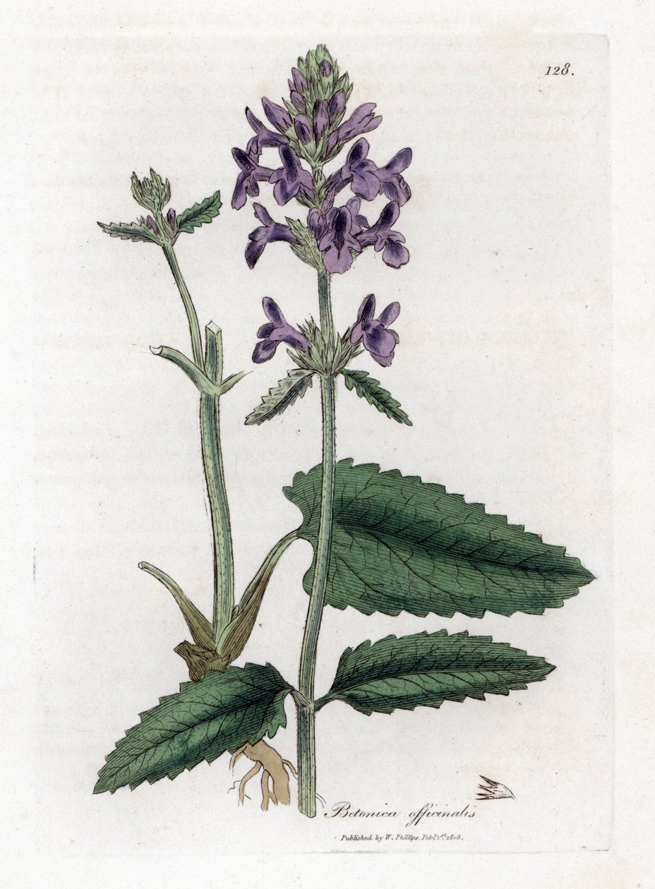 Epiary officinale or betoine - Wood betony, Stachys officinalis. Handcoloured copperplate engraving from a botanical illustration by James Sowerby from William Woodville and Sir William Jackson Hooker