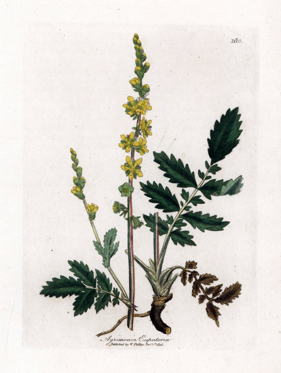 泽兰酸-仙鹤草、仙鹤草。 手绘铜版雕刻，取自詹姆斯·索尔比 (James Sowerby) 的植物插图，来自威廉·伍德维尔 (William Woodville) 和威廉·杰克逊·胡克爵士 (Sir William Jackson Hooker) 的“药用植物学”，约翰·博恩 (John Bohn)，伦敦 作者 詹姆斯·索尔比