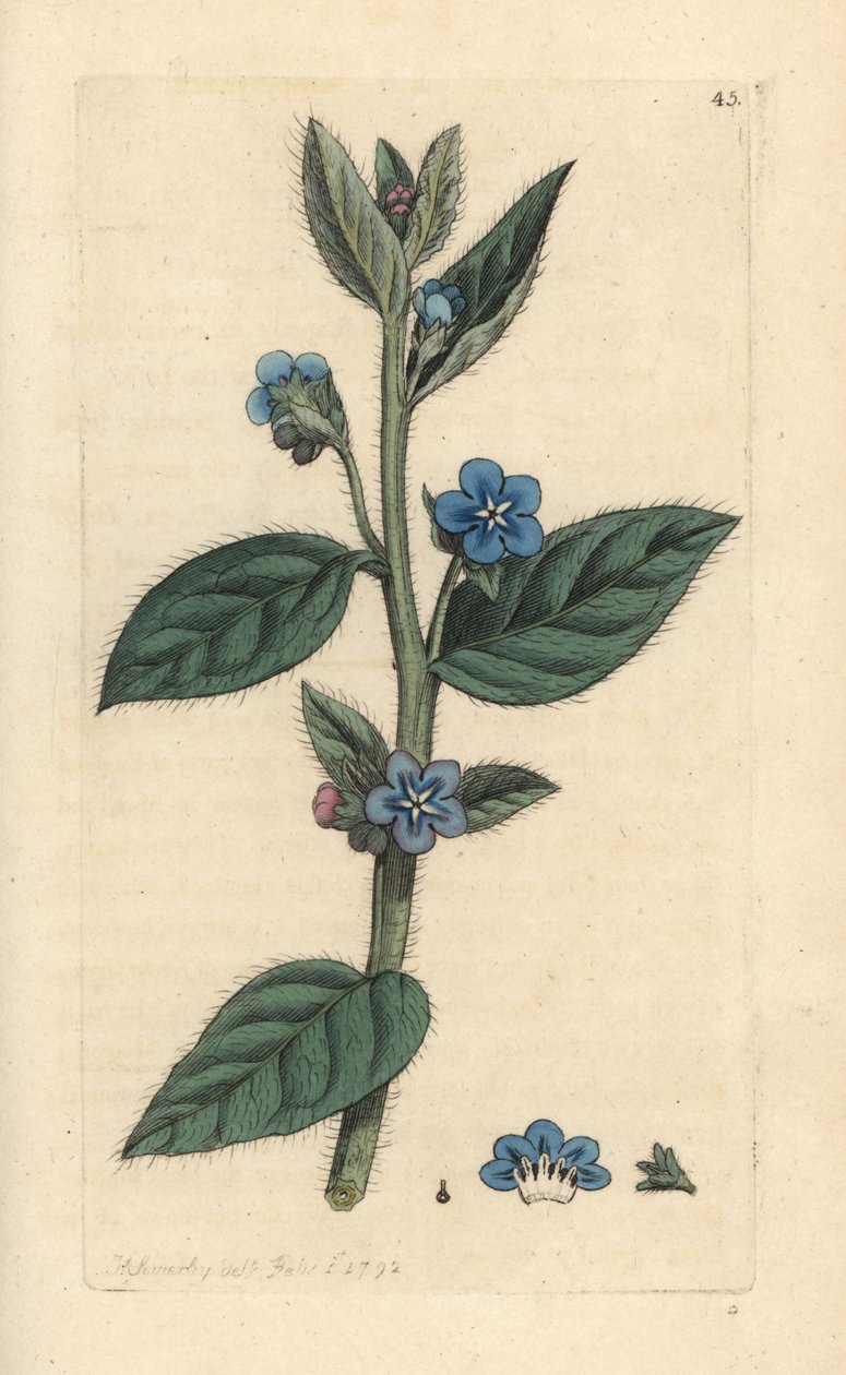 常绿牛舌草，Pentaglottis sempervirens（常绿 alkanet，Anchusa sempervirens）根据詹姆斯·索尔比（James Sowerby）的插图手绘铜版雕刻，来自詹姆斯·史密斯的英国植物学，伦敦 作者 詹姆斯·索尔比