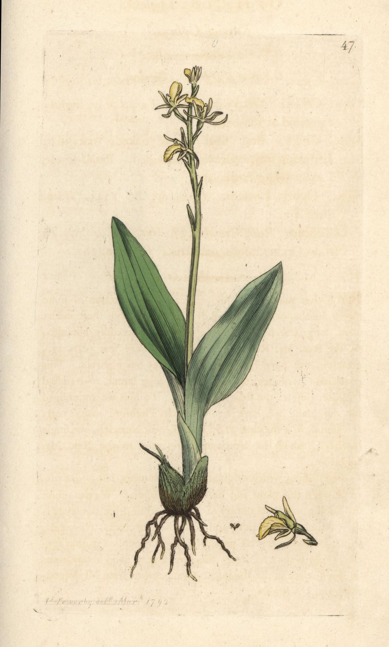 汾兰花，Liparis loeselii（矮眼兰，Ophrys loeselii）。 手绘铜版雕刻，由詹姆斯·索尔比 (James Sowerby) 绘制，来自伦敦詹姆斯·史密斯英国植物学 (James Smith