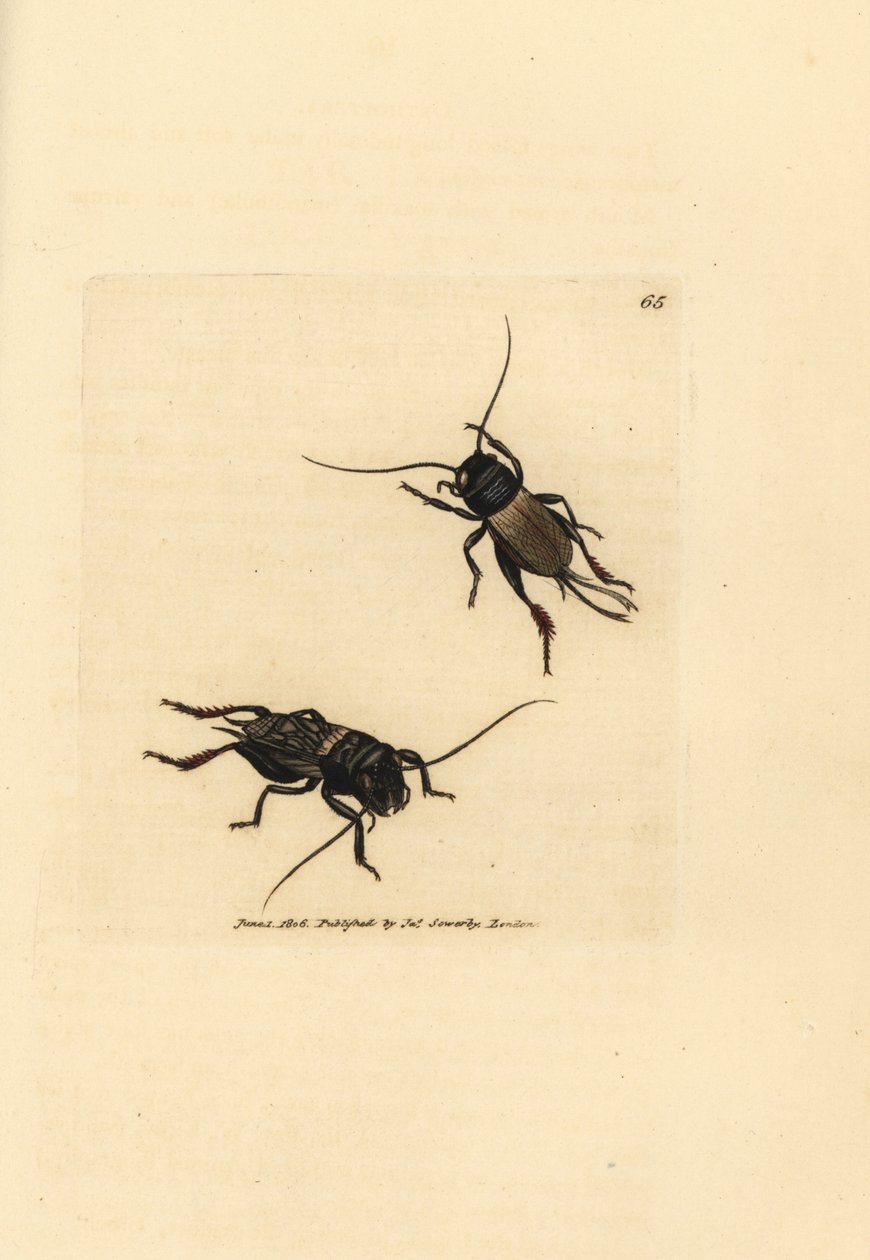 田间蟋蟀，Grylluscampestris (Acchetacampestris)。 《英国杂记》中詹姆斯·索尔比 (James Sowerby) 的手绘铜版雕刻，或新的、稀有的或鲜为人知的动物主题的彩色人物。 作者 詹姆斯·索尔比
