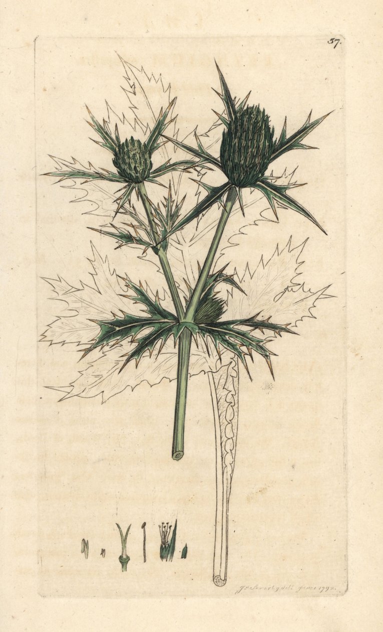 Field eryngo, Eryngium Campestre (Panicaut champetre) 手绘铜版雕刻，由詹姆斯·索尔比 (James Sowerby) 绘制，来自詹姆斯·史密斯的英国植物学，伦敦 作者 詹姆斯·索尔比