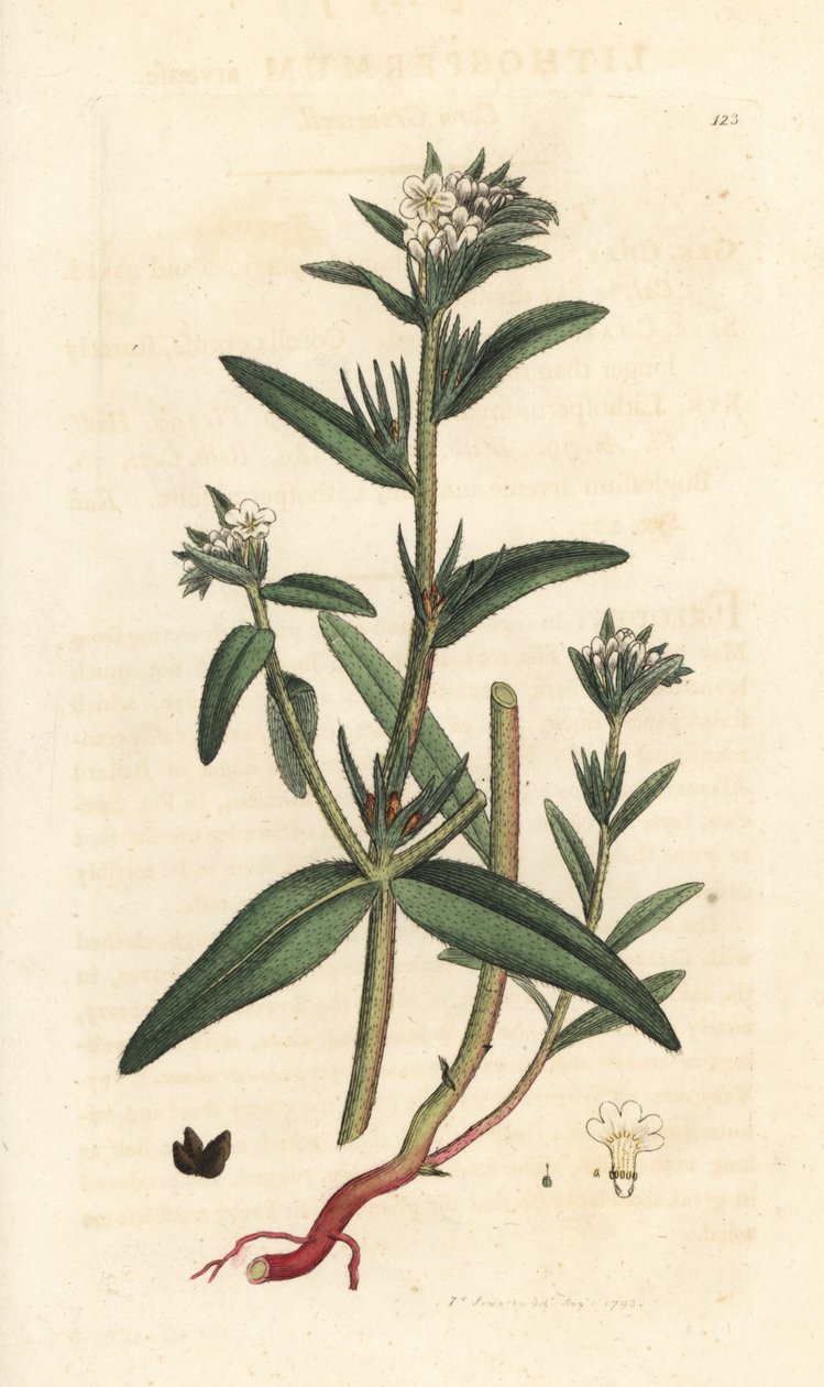 田野凤仙花，Buglossoides arvensis (Lithospermum arvense) (Gremil des champs) 根据詹姆斯-索尔比（James Sowerby）的插图绘制的手工彩色铜版雕刻，出自伦敦詹姆斯-史密斯（James Smith）的《英国植物学》（English Botany）。 作者 詹姆斯·索尔比