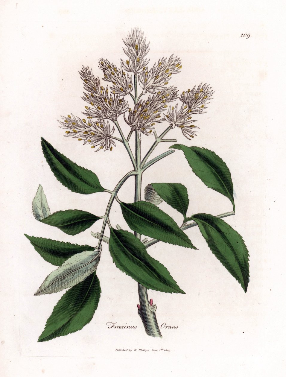 开花的白蜡树，Fraxinus ornus。 手绘铜版雕刻，取自詹姆斯·索尔比 (James Sowerby) 的植物插图，来自威廉·伍德维尔 (William Woodville) 和威廉·杰克逊·胡克爵士 (Sir William Jackson Hooker) 的“药用植物学”，约翰·博恩 (John Bohn)，伦敦 作者 詹姆斯·索尔比