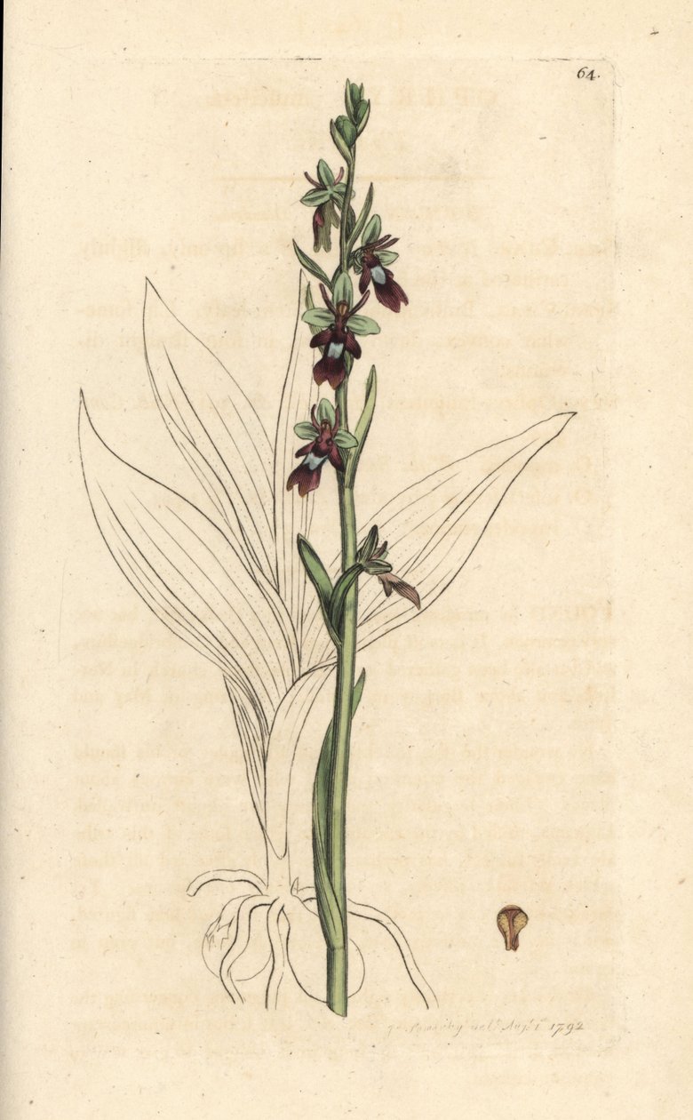 飞兰，Ophrys insectifera（飞兰，Ophrys muscifera）。根据伦敦詹姆斯-史密斯的《英国植物学》中詹姆斯-索尔比的插图绘制的手工彩色铜版画。 作者 詹姆斯·索尔比