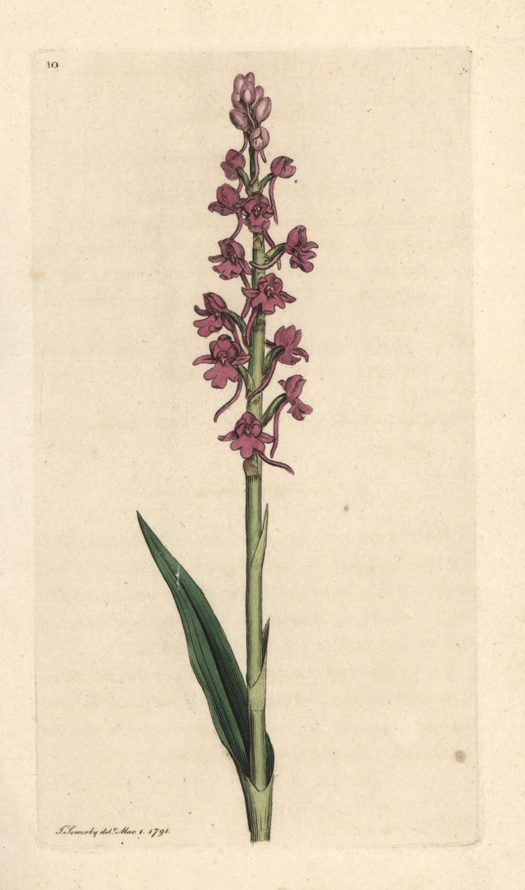 香兰，Gymnadenia conopsea（芳香兰，Orchis conopsea）。根据詹姆斯-索尔比（James Sowerby）的插图绘制的手工彩色铜版画，出自伦敦詹姆斯-史密斯（James Smith）的《英国植物学》。 作者 詹姆斯·索尔比