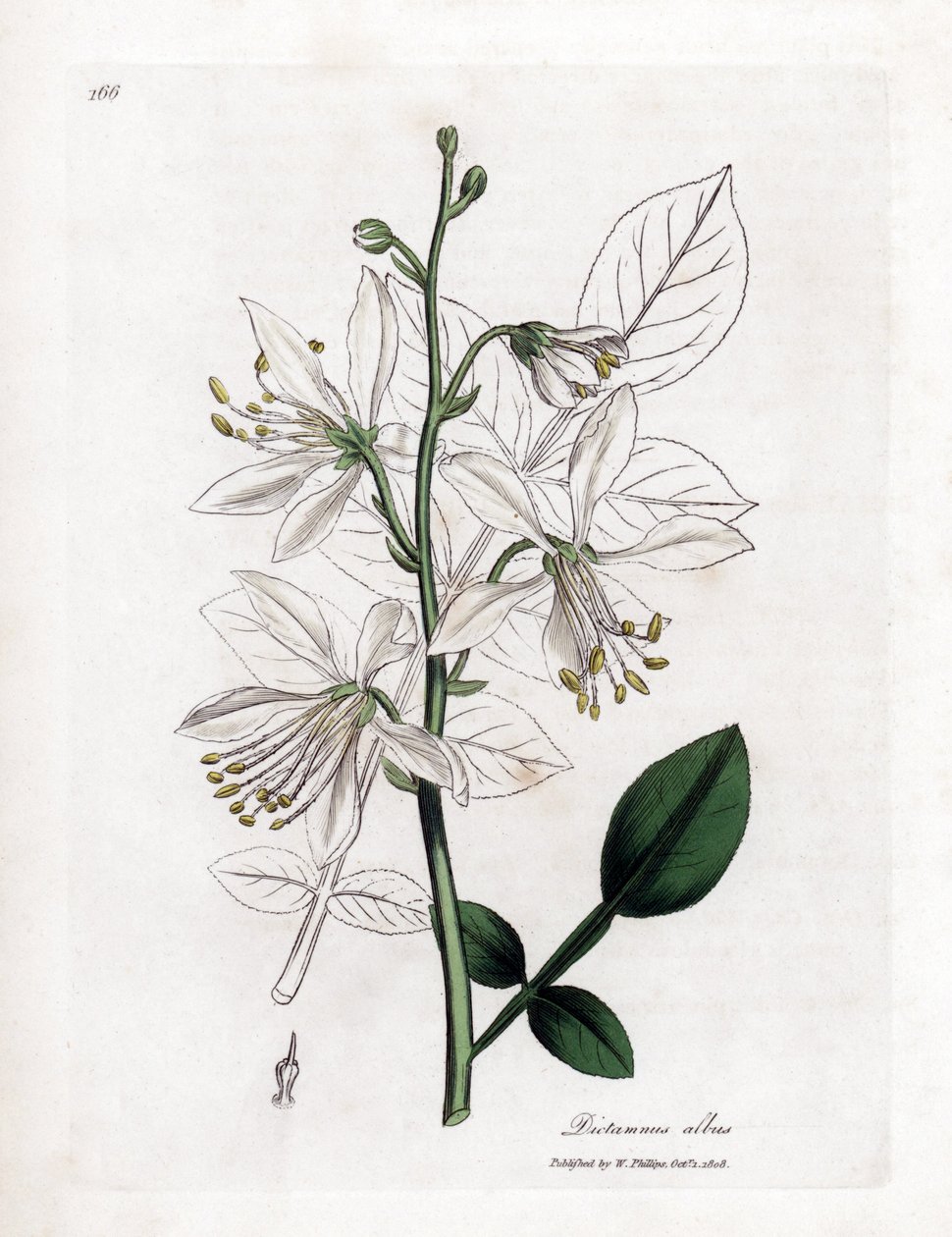 Fraxinelle - 白梣属植物，Dictamnus albus。詹姆斯-索尔比（James Sowerby）根据威廉-伍德维尔（William Woodville）和威廉-杰克逊-胡克爵士（William Jackson Hooker）的《医学植物学》绘制的植物插图所作的手工彩色铜版画，约翰-伯恩，伦敦 作者 詹姆斯·索尔比