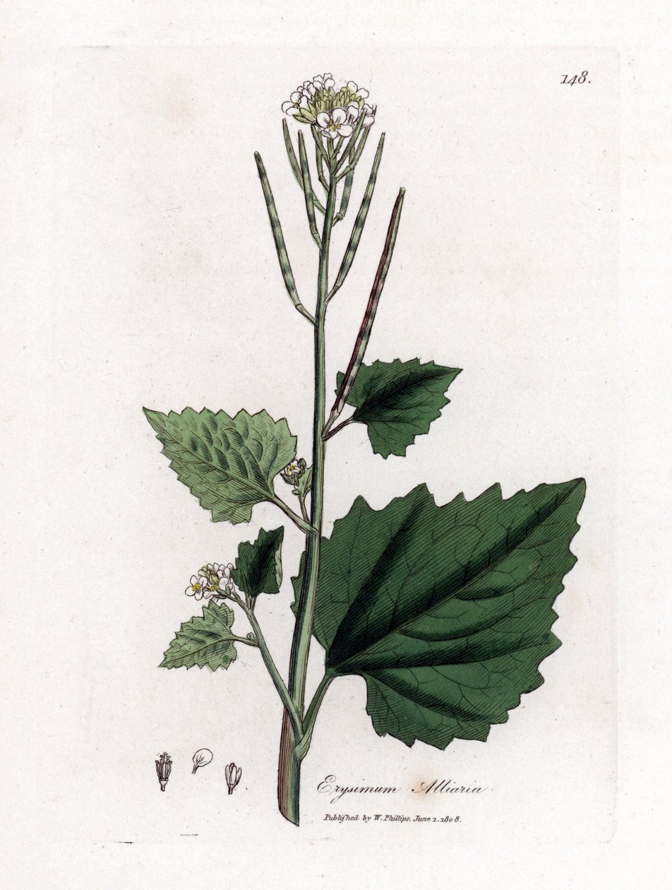 大蒜芥，Alliaria petiolata。詹姆斯-索尔比（James Sowerby）根据威廉-伍德维尔（William Woodville）和威廉-杰克逊-胡克爵士（William Jackson Hooker）的《医学植物学》绘制的植物插图所作的手工彩色铜版画，约翰-伯恩，伦敦 作者 詹姆斯·索尔比