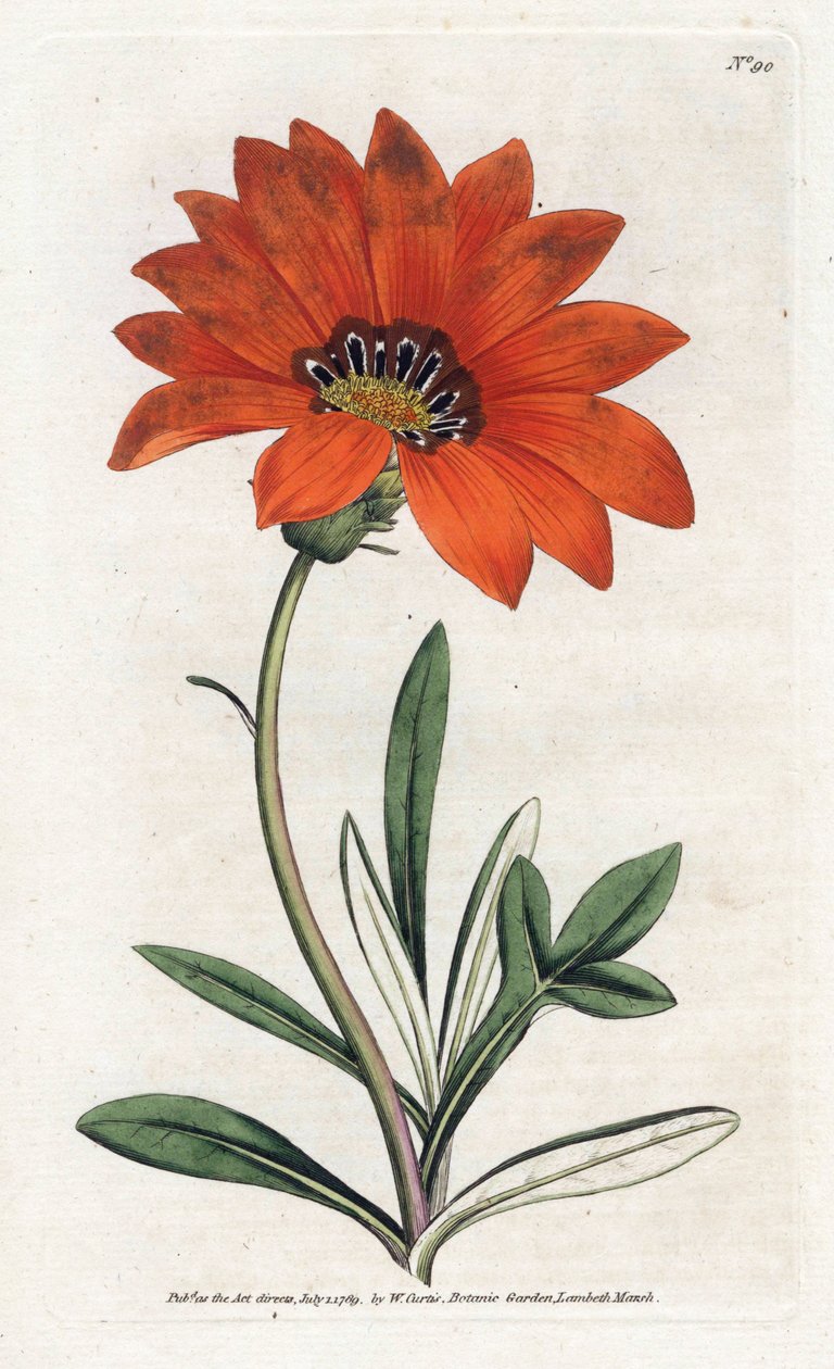 杂色菊 (gazania) 陡峭 - 詹姆斯·索尔比 (1757-1822) 的平版印刷，摘自威廉·柯蒂斯的植物杂志 (1746-1799) 作者 詹姆斯·索尔比