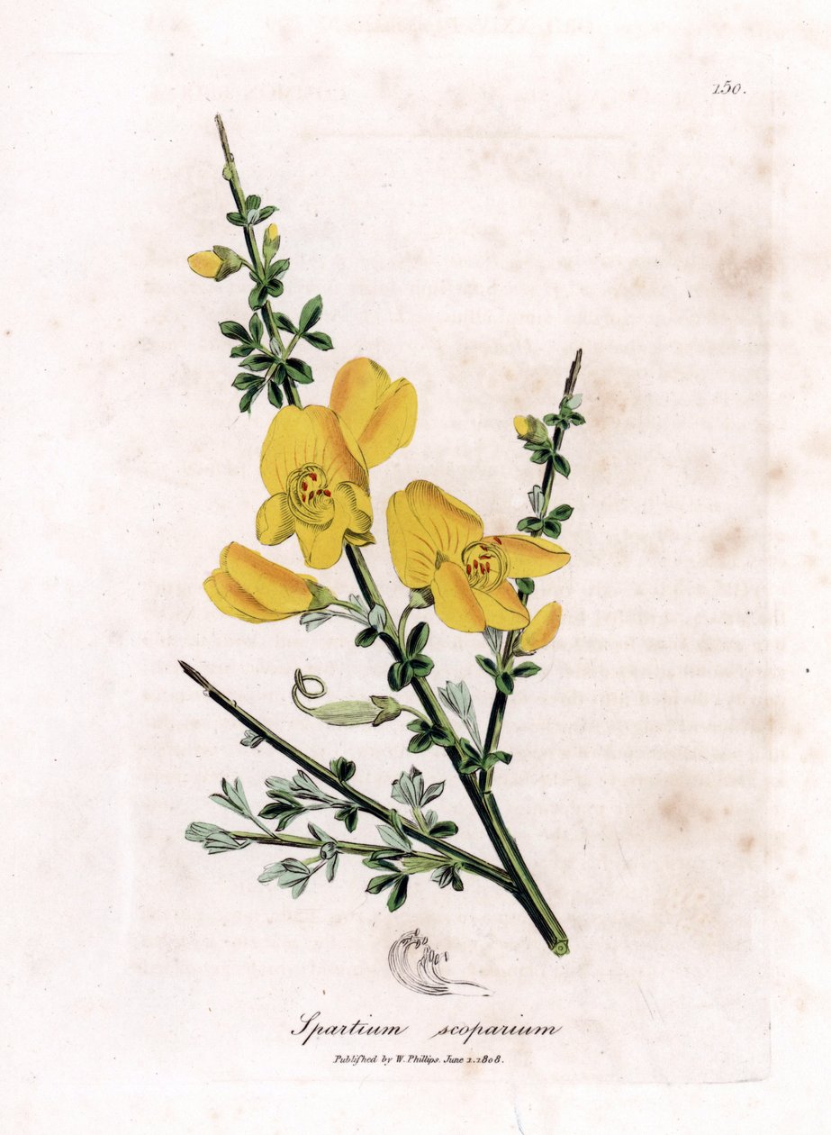 扫帚基因 - 普通扫帚，Cytisus scoparius。 手绘铜版雕刻，取自詹姆斯·索尔比 (James Sowerby) 的植物插图，来自威廉·伍德维尔 (William Woodville) 和威廉·杰克逊·胡克爵士 (Sir William Jackson Hooker) 的“药用植物学”，约翰·博恩 (John Bohn)，伦敦 作者 詹姆斯·索尔比
