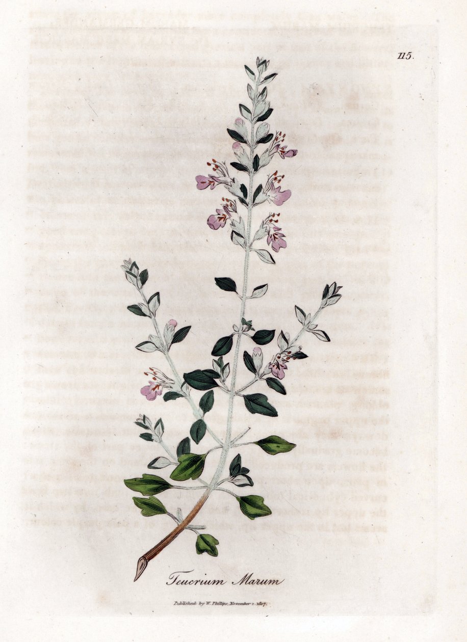 Germandree marum or germandree of cats - Cat thyme, Teucrium marum. Handcoloured copperplate engraving from a botanical illustration by James Sowerby from William Woodville and Sir William Jackson Hooker