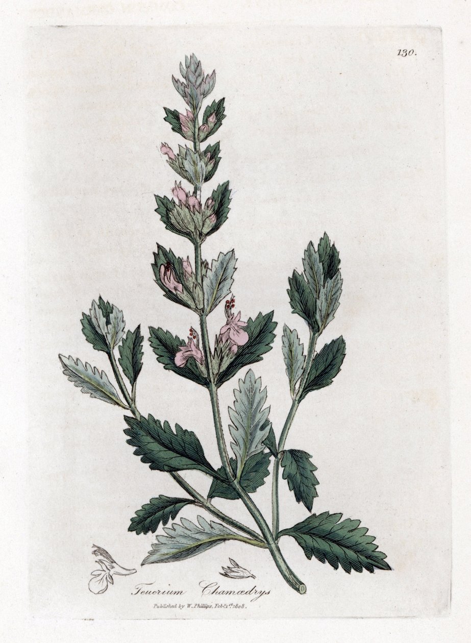 Germandree小橡树--普通香根草，Teucrium chamaedrys。詹姆斯-索尔比（James Sowerby）根据威廉-伍德维尔（William Woodville）和威廉-杰克逊-胡克爵士（William Jackson Hooker）的《医学植物学》绘制的植物插图所作的手工彩色铜版雕刻，约翰-伯恩，伦敦 作者 詹姆斯·索尔比