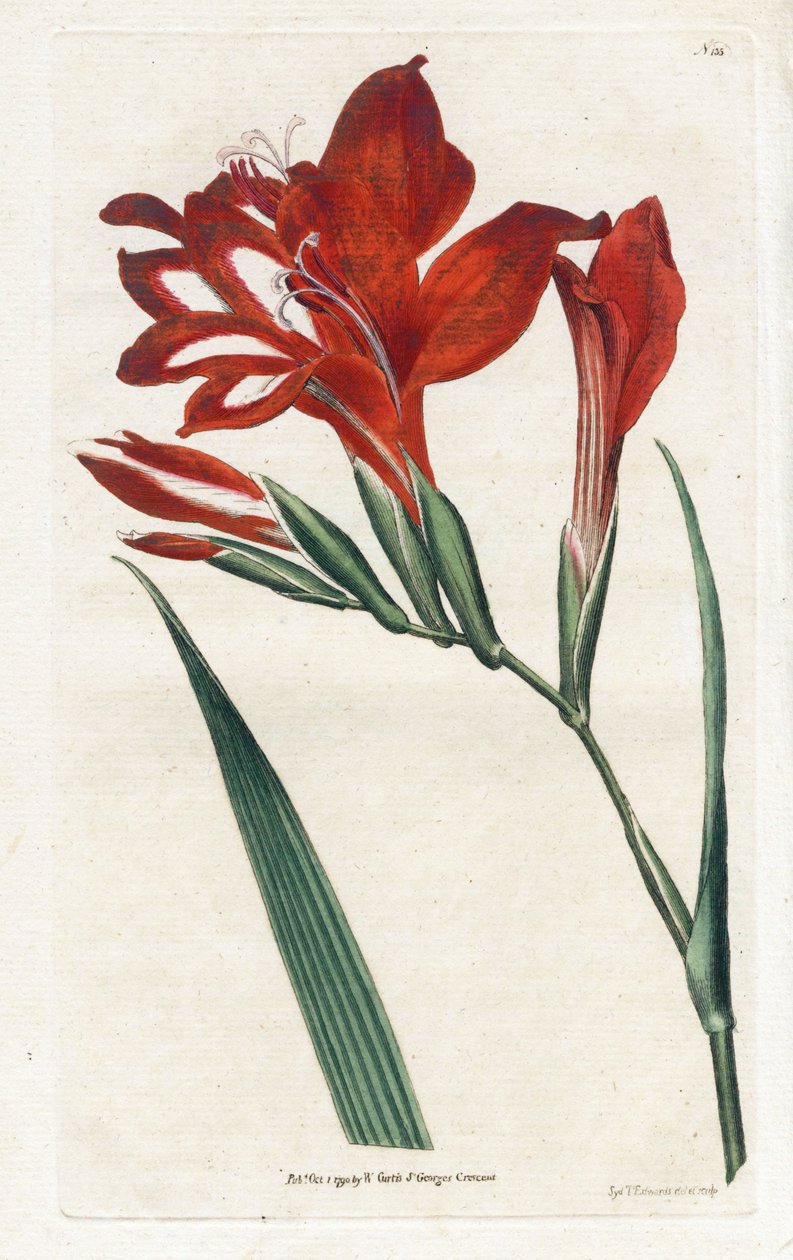 Glaieul cardinal - 詹姆斯-索尔比（1757-1822 年）的石版画，选自威廉-柯蒂斯（1746-1799 年）的《植物杂志》。 作者 詹姆斯·索尔比