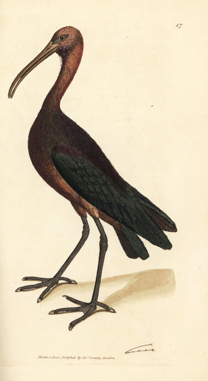 光泽朱鹮 (Plegadis falcinellus)（海湾朱鹮，Tantalus falcinellus）。 《英国杂记》中詹姆斯·索尔比 (James Sowerby) 的手绘铜版雕刻，或新的、稀有的或鲜为人知的动物主题的彩色人物。 作者 詹姆斯·索尔比