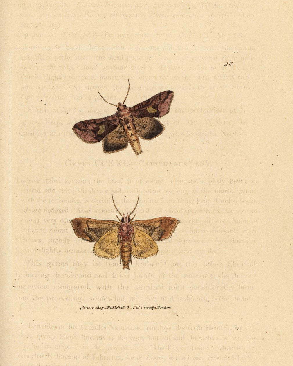 金斑蛾，Autographa bractea (Phalaena Noctua bractea)。詹姆斯-索尔比（James Sowerby）的手工彩色铜版雕刻，选自《英国杂录》，或《新奇、罕见或鲜为人知的动物题材彩色图片》。 作者 詹姆斯·索尔比