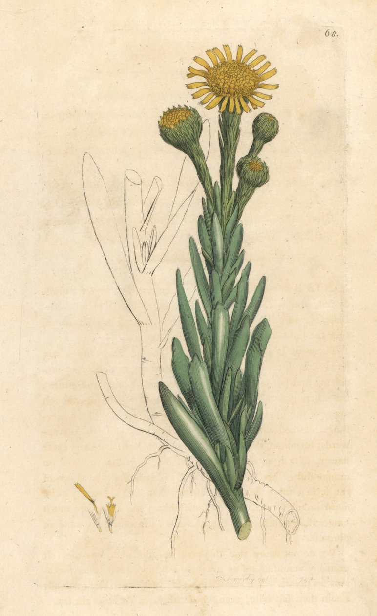 Golden samphire, Limbarda crithmoides (Samphire-leaved fleabane, Inula crithmoides) 根据伦敦 James Smith 的《英国植物学》中 James Sowerby 的插图绘制的手工彩色铜版雕刻。 作者 詹姆斯·索尔比