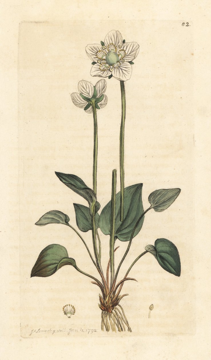 帕尔那索斯草 Parnassia palustris 根据詹姆斯-索尔比（James Sowerby）在伦敦詹姆斯-史密斯（James Smith）的《英国植物学》中的插图绘制的彩色铜版画。 作者 詹姆斯·索尔比