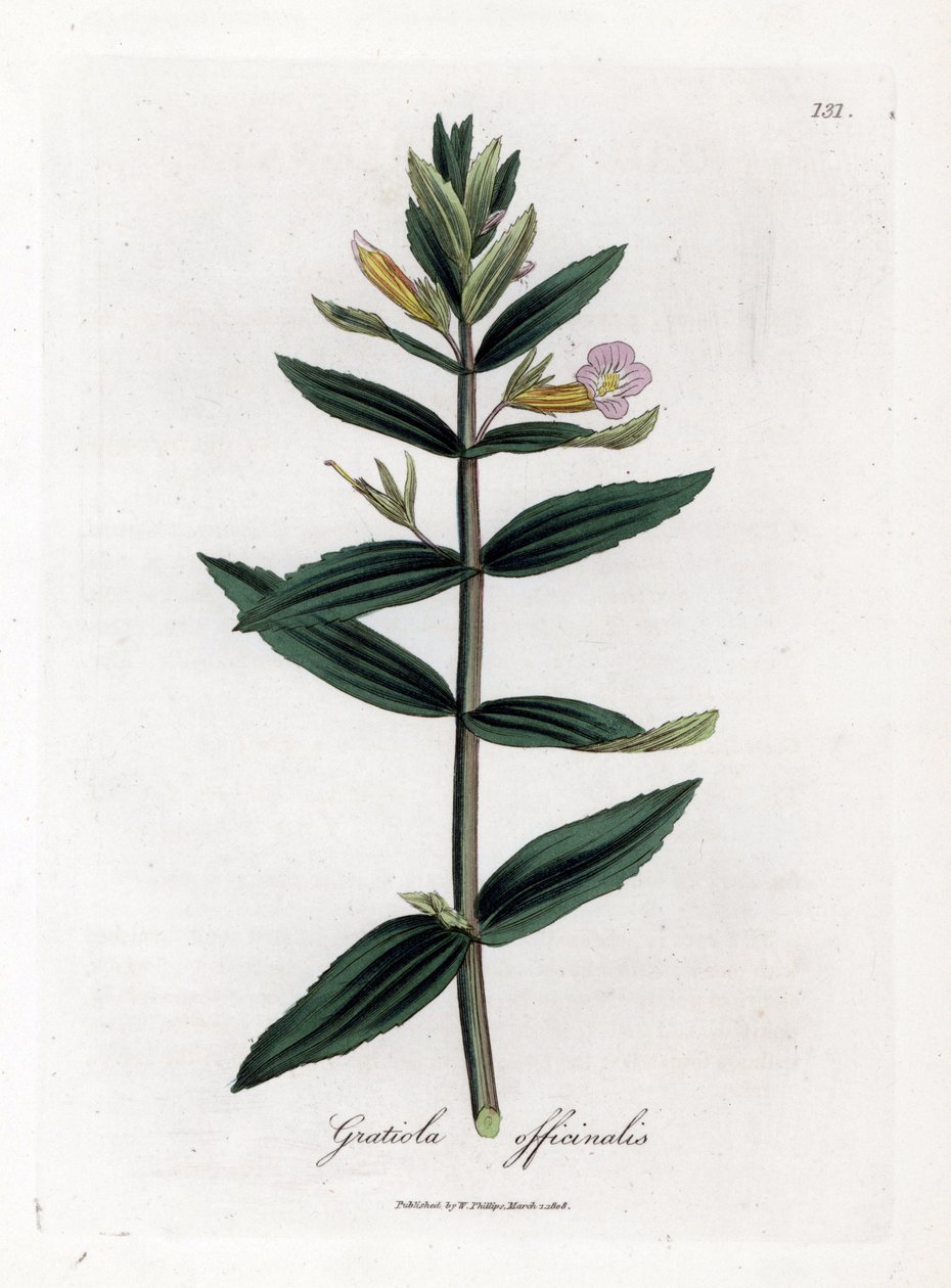 Gratiole officinale - 对冲牛膝草，Gratiola officinalis。 手绘铜版雕刻，取自詹姆斯·索尔比 (James Sowerby) 的植物插图，来自威廉·伍德维尔 (William Woodville) 和威廉·杰克逊·胡克爵士 (Sir William Jackson Hooker) 的“药用植物学”，约翰·博恩 (John Bohn)，伦敦 作者 詹姆斯·索尔比