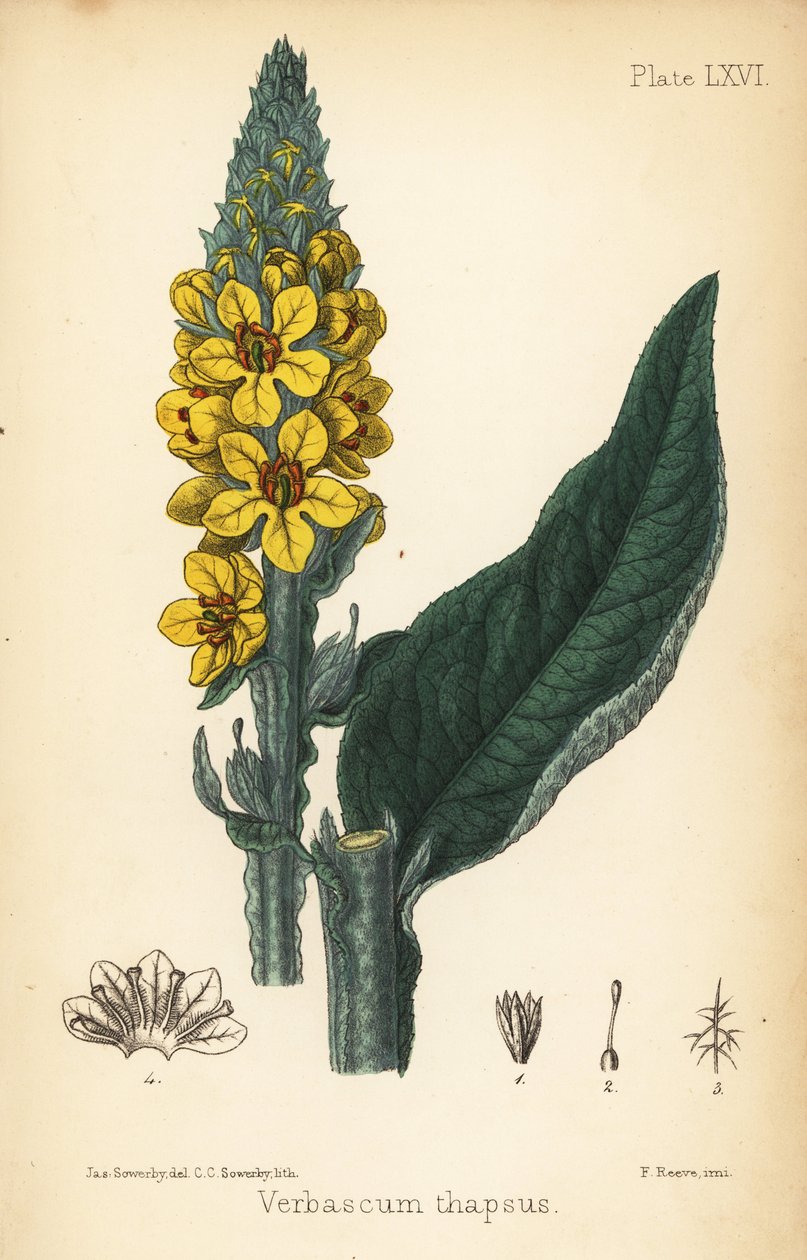 大毛蕊花，Verbasum thapsus。 夏洛特·卡罗琳·索尔比 (Charlotte Caroline Sowerby) 手绘版画，根据詹姆斯·索尔比 (James Sowerby) 绘制的爱德华·汉密尔顿 (Edward Hamilton) 的《Flora Homeopathica》插图，伦敦贝利埃 作者 詹姆斯·索尔比