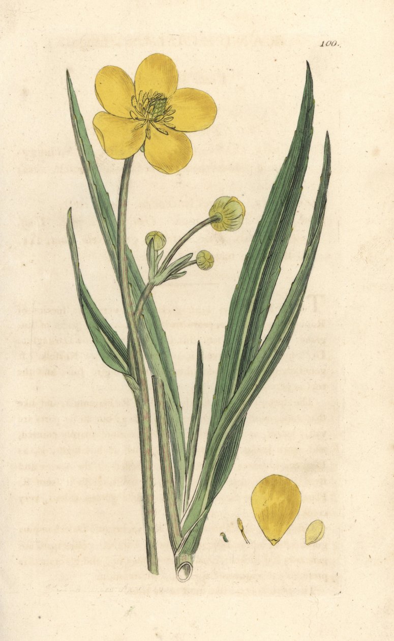 Great spearwort, Ranunculus lingua 根据伦敦詹姆斯-史密斯的《英国植物学》中詹姆斯-索尔比的插图绘制的彩色铜版画。 作者 詹姆斯·索尔比
