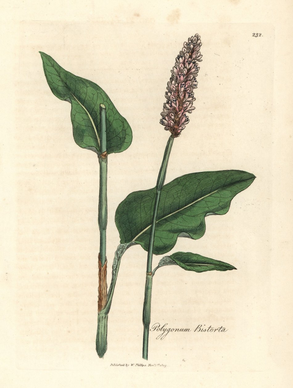 大比斯托尔 (Polygonum bistorta) 作者 詹姆斯·索尔比