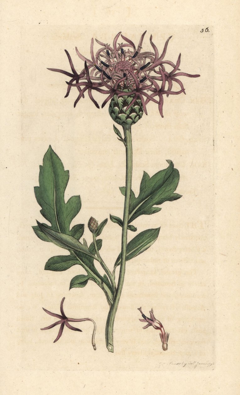 大节禾草，Centaurea scabiosa (Centauree scabieuse) 根据 James Smith 的《英国植物学》（伦敦）中 James Sowerby 的插图绘制的手工彩色铜版画。 作者 詹姆斯·索尔比