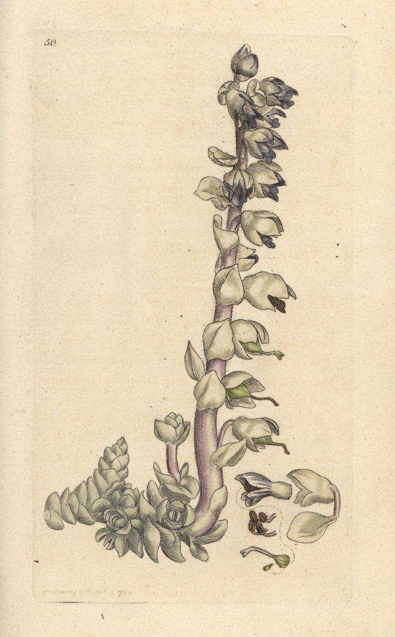 大齿草，Lathraea squamaria (Grande cardamine) 根据詹姆斯-索尔比（James Sowerby）在伦敦詹姆斯-史密斯（James Smith）的《英国植物学》（English Botany）中的插图绘制的手工彩色铜版雕刻。 作者 詹姆斯·索尔比