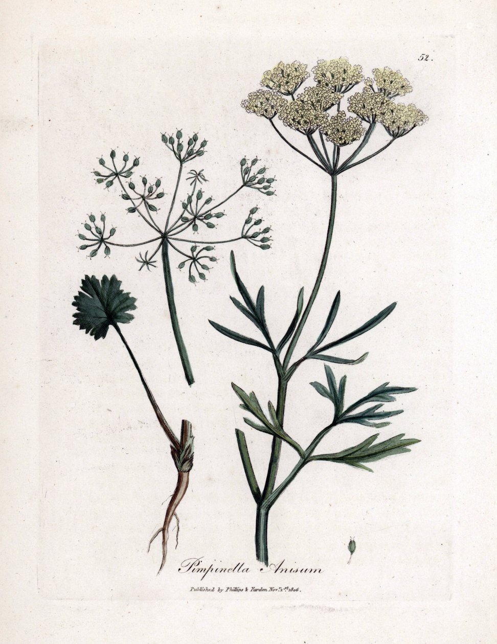 绿茴香（Pimpinella anisum）。 手绘铜版画，取自詹姆斯·索尔比 (James Sowerby) 的插图。 摘自威廉·伍德维尔 (William Woodville) 和威廉·杰克逊·胡克爵士 (Sir William Jackson Hooker) 1832 年所著的《药用植物》一书。不知疲倦的索尔比 (1757-1822) 绘制了超过 作者 詹姆斯·索尔比
