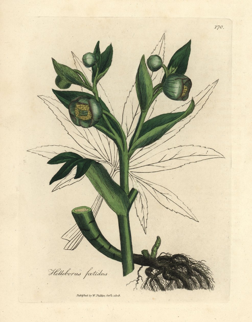 绿花鹤望兰或熊脚，Helleborus foetidus 作者 詹姆斯·索尔比