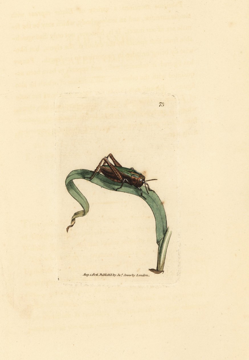 绿色蚱蜢，Omocestus viridulus (Gryllus viridulus)。 《英国杂记》中詹姆斯·索尔比 (James Sowerby) 的手绘铜版雕刻，或新的、稀有的或鲜为人知的动物主题的彩色人物。 作者 詹姆斯·索尔比