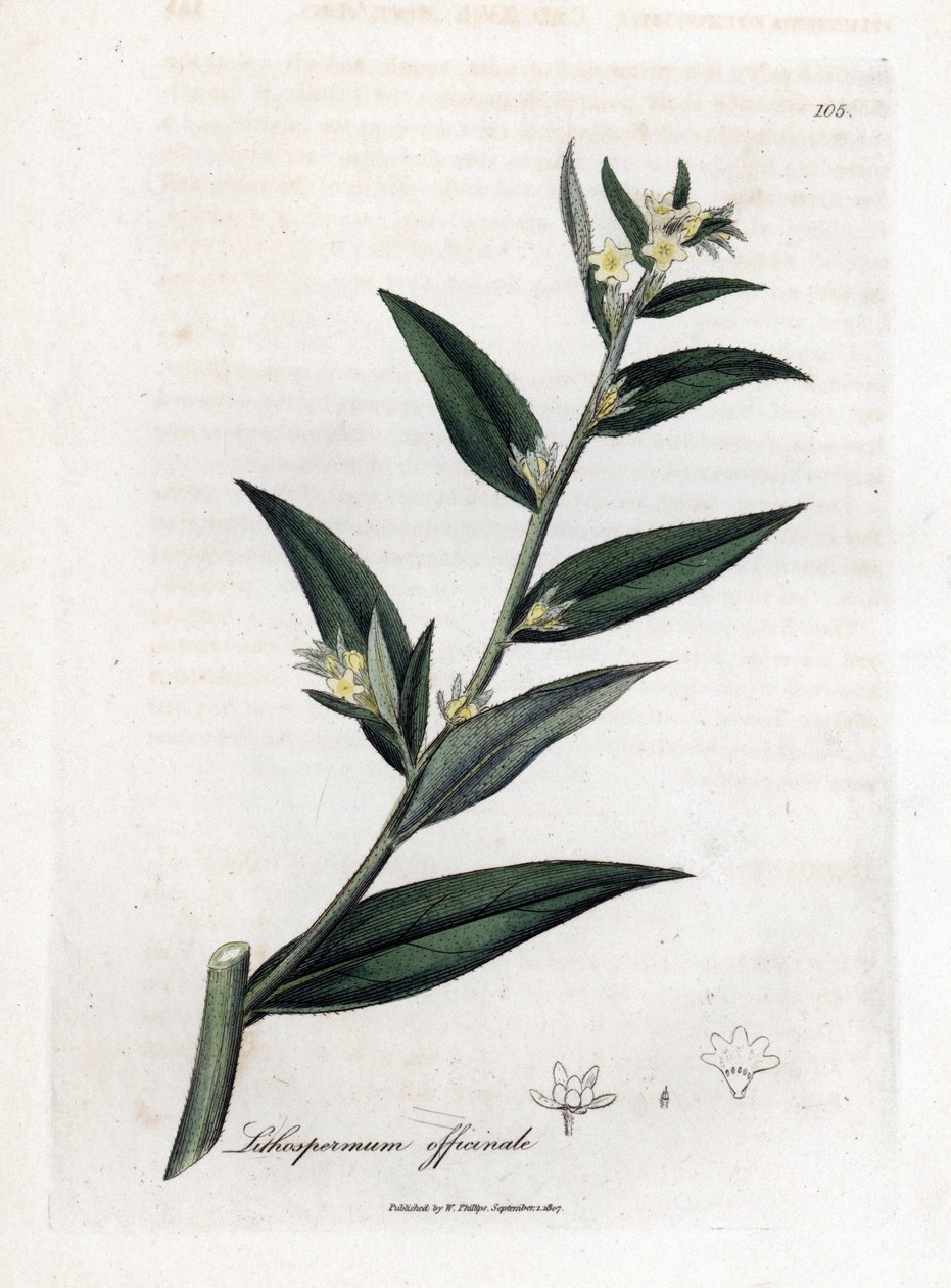 Gremil 药用或珍珠草 - Gromwell，紫草。 手绘铜版雕刻，取自詹姆斯·索尔比 (James Sowerby) 的植物插图，来自威廉·伍德维尔 (William Woodville) 和威廉·杰克逊·胡克爵士 (Sir William Jackson Hooker) 的“药用植物学”，约翰·博恩 (John Bohn)，伦敦 作者 詹姆斯·索尔比