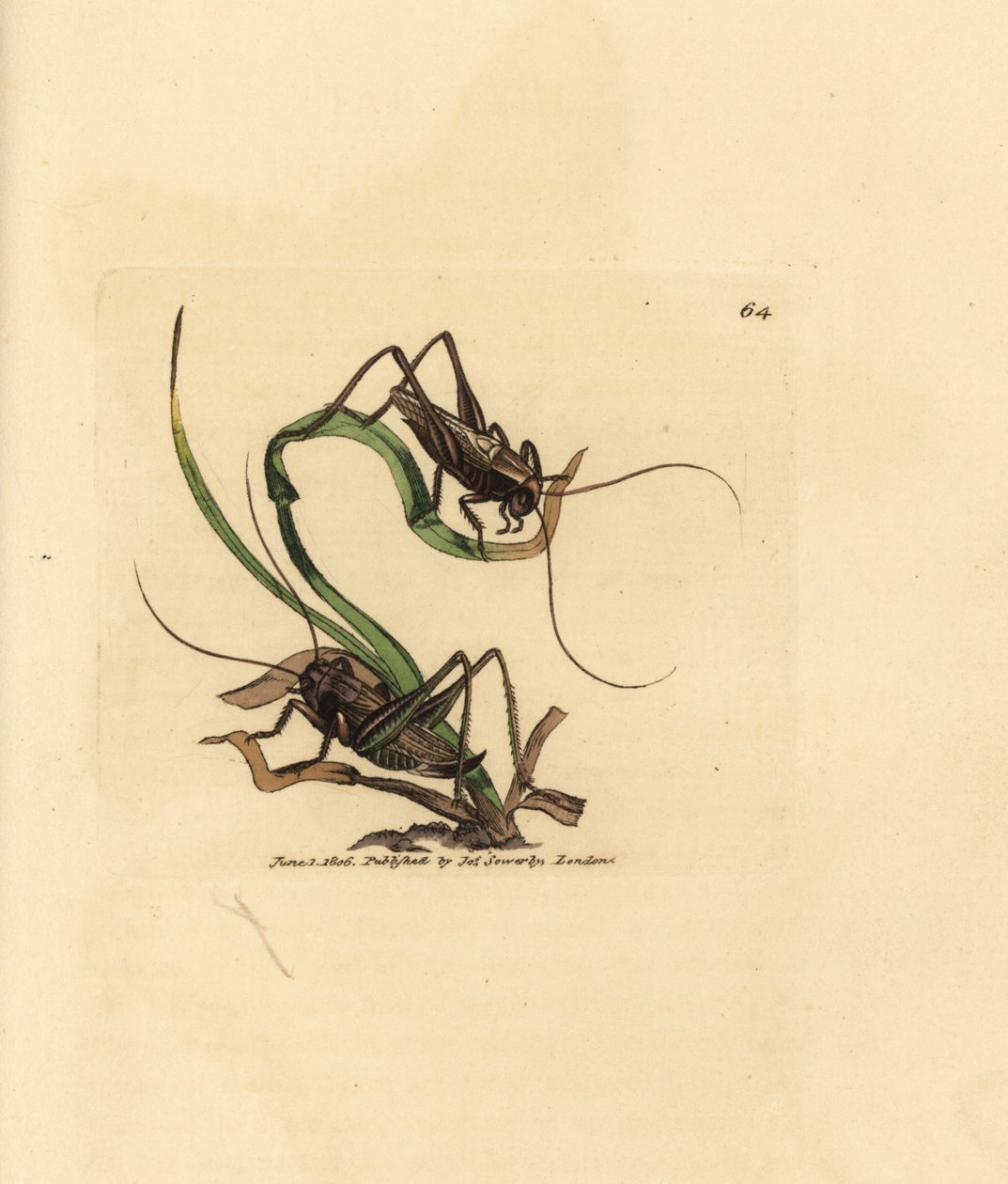 灰灌木蟋蟀，Platycleis grisea（灰刺槐，Locust grisea）。 《英国杂记》中詹姆斯·索尔比 (James Sowerby) 的手绘铜版雕刻，或新的、稀有的或鲜为人知的动物主题的彩色人物。 作者 詹姆斯·索尔比