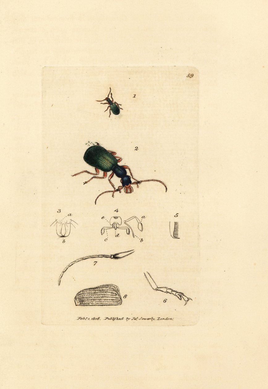 地面甲虫，Drypta dentata（金口甲虫，Carabus chrysostomos）。 《英国杂记》中詹姆斯·索尔比 (James Sowerby) 的手绘铜版雕刻，或新的、稀有的或鲜为人知的动物主题的彩色人物。 作者 詹姆斯·索尔比