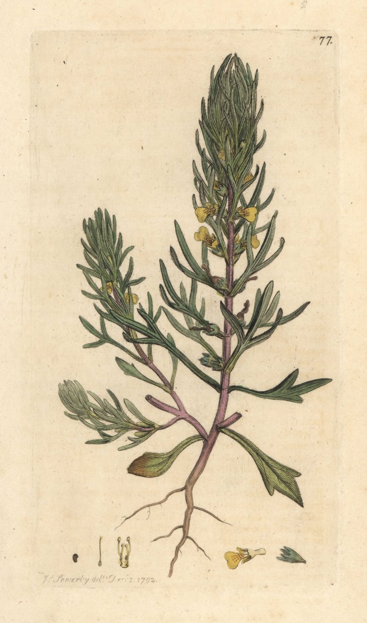 地松，Ajuga chamaepitys（冷杉）手绘铜版雕刻，由詹姆斯·索尔比（James Sowerby）插图，来自詹姆斯·史密斯的英国植物学，伦敦 作者 詹姆斯·索尔比