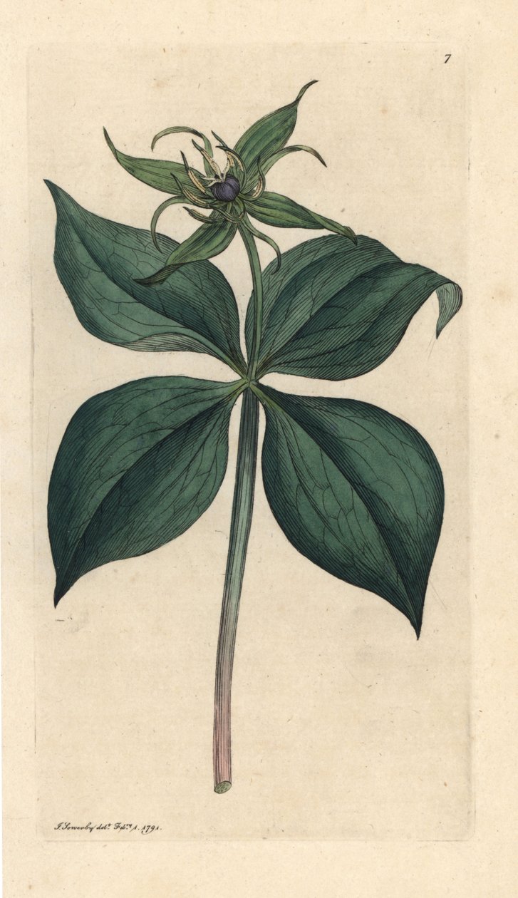 Herb Paris，巴黎四叶草 (Parisette à quatre feuilles) 手绘铜版雕刻，由詹姆斯·索尔比 (James Sowerby) 绘制，来自詹姆斯·史密斯的英国植物学，伦敦 作者 詹姆斯·索尔比