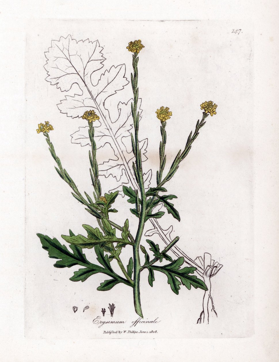 草本植物与篱笆或天鹅绒的歌手或草 - 绿篱芥，Erysium officinale。詹姆斯-索尔比（James Sowerby）根据威廉-伍德维尔（William Woodville）和威廉-杰克逊-胡克爵士（William Jackson Hooker）的《医学植物学》绘制的植物插图，约翰-伯恩（John Bohn），伦敦，手绘铜版雕刻。 作者 詹姆斯·索尔比