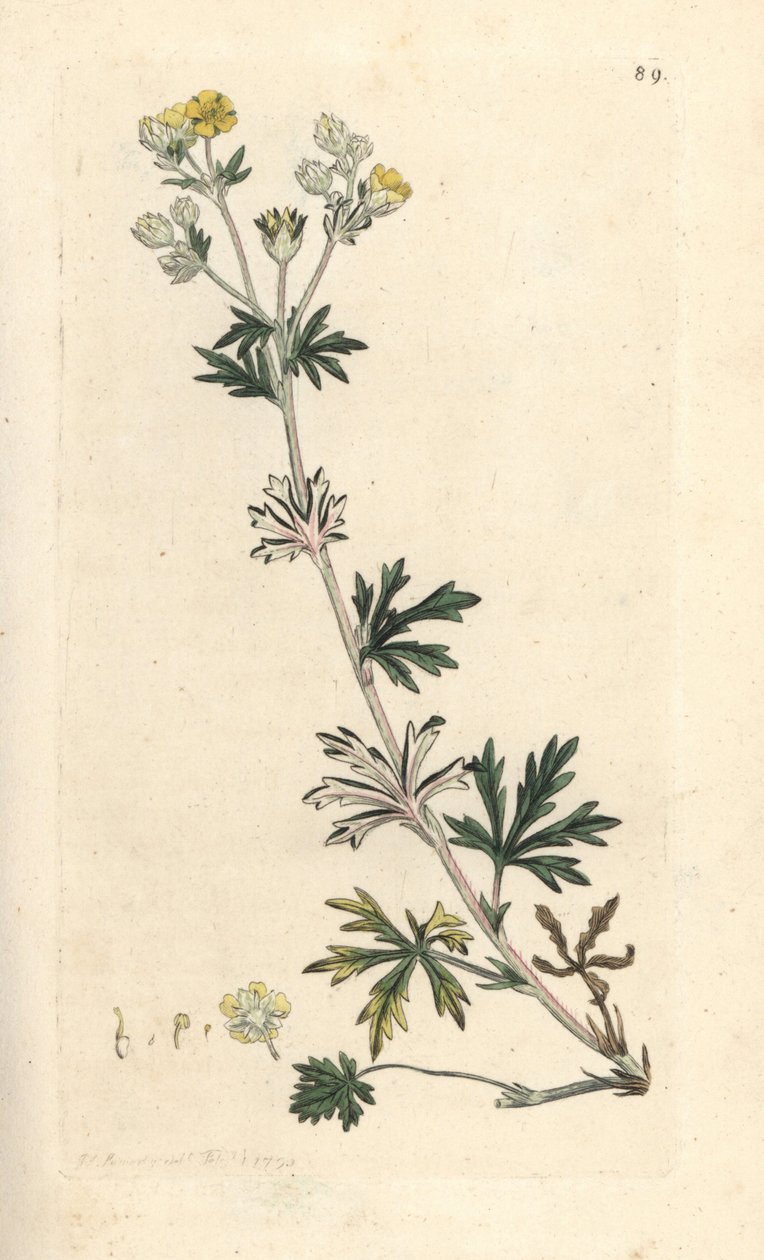 灰白五叶委陵菜 (五叶委陵菜) 手绘铜版雕刻，由詹姆斯·索尔比 (James Sowerby) 绘制，来自伦敦詹姆斯·史密斯英国植物学 (James Smith
