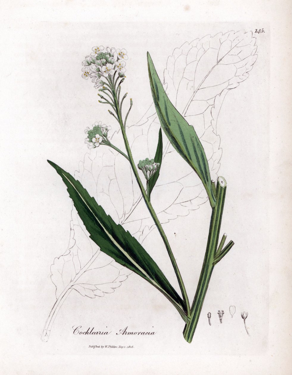 Horseradish or cranson - 辣根，Armoracia rusticana。詹姆斯-索尔比（James Sowerby）根据威廉-伍德维尔（William Woodville）和威廉-杰克逊-胡克爵士（William Jackson Hooker）的《医学植物学》绘制的植物插图所作的手工彩色铜版画，约翰-伯恩，伦敦 作者 詹姆斯·索尔比