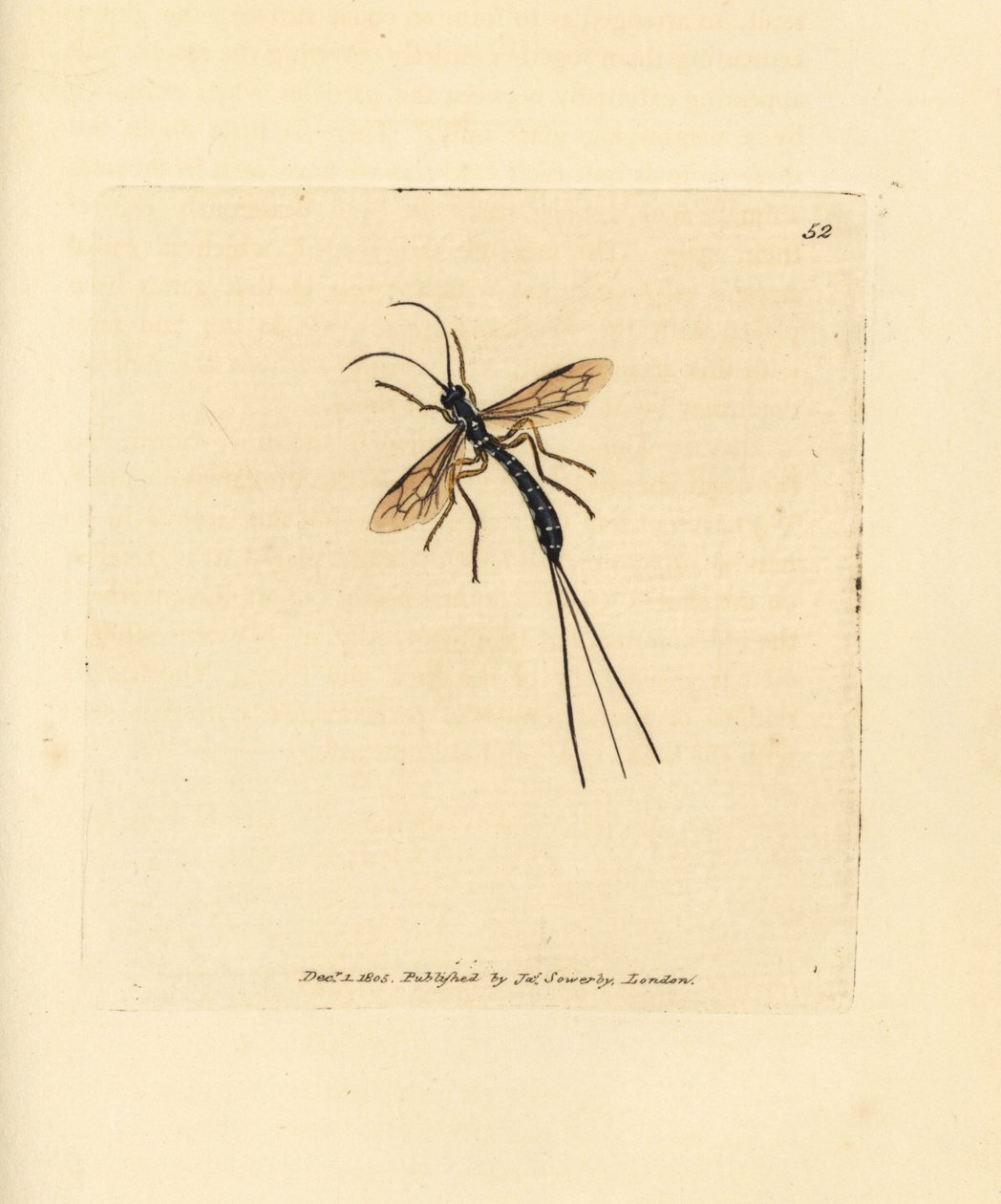 Ichneumon fly，Rhyssa persuasoria (Ichneumon persuasorius)。詹姆斯-索尔比（James Sowerby）的手工彩色铜版雕刻，选自《英国杂录》，或《新奇、罕见或鲜为人知的动物彩色图片》。 作者 詹姆斯·索尔比