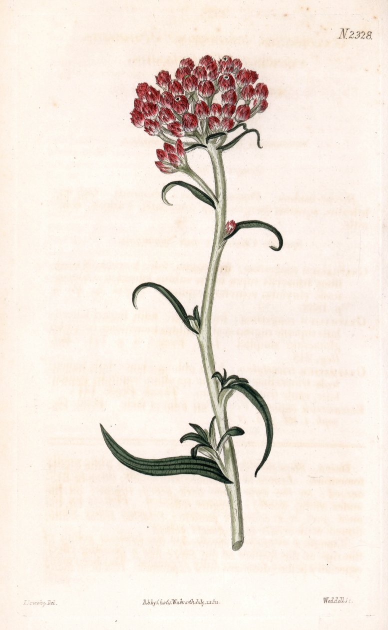 蜡菊星 - Helichrysum stellatum（紧凑开花 gnaphalium，Gnaphalium congestum）。 韦德尔手绘铜版雕刻，根据詹姆斯·索尔比 (James Sowerby) 插图，来自塞缪尔·柯蒂斯 (Samuel Curtis) 伦敦《植物杂志》 作者 詹姆斯·索尔比