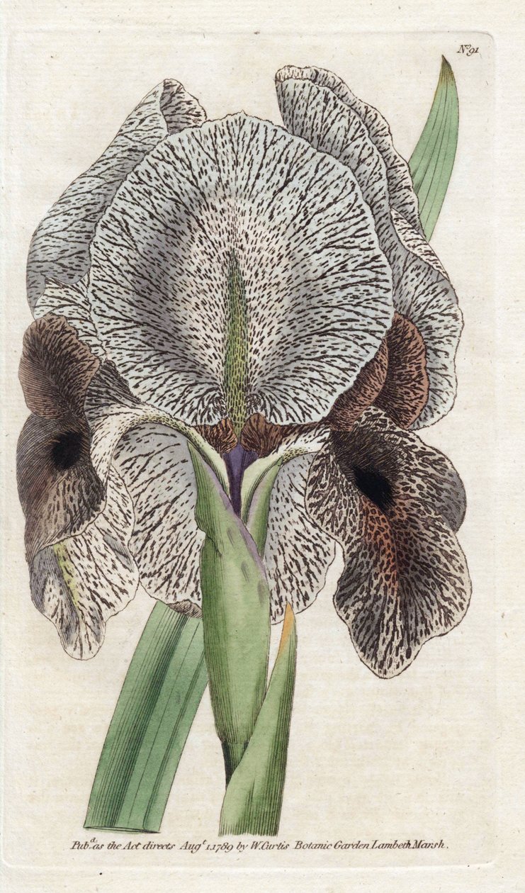 鸢尾花或苏莎--詹姆斯-索尔比（1757-1822 年）的石版画，选自威廉-柯蒂斯（1746-1799 年）的植物杂志 作者 詹姆斯·索尔比