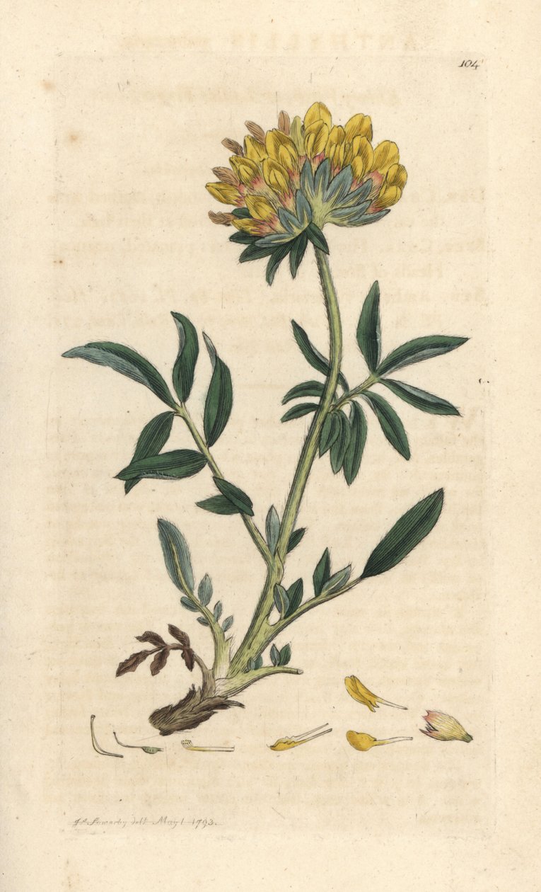 肾虚草或女士手指，Anthyllis vulneraria (Anthyllide vulneraire) 根据詹姆斯-索尔比的插图绘制的彩色铜版画，出自伦敦詹姆斯-史密斯的《英国植物学》。 作者 詹姆斯·索尔比