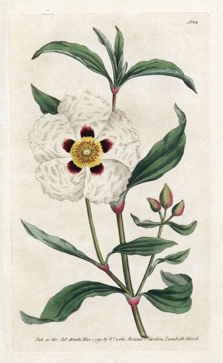 Ladanifere 或 Ledon Cistus - 詹姆斯·索尔比（James Sowerby，1757-1822）的平版印刷，来自威廉·柯蒂斯（William Curtis，1746-1799）的《植物杂志》 作者 詹姆斯·索尔比