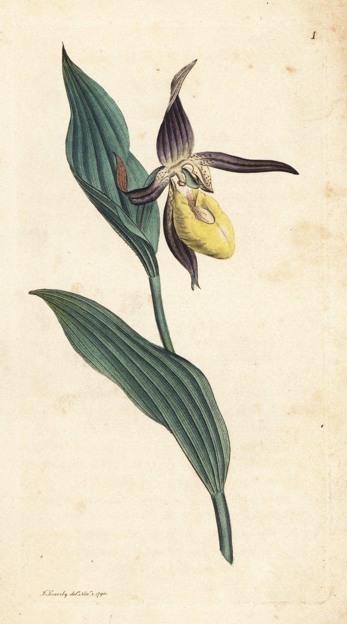 女士拖鞋兰，Cypripedium calceolus。 手绘铜版雕刻，由詹姆斯·索尔比 (James Sowerby) 绘制，来自伦敦詹姆斯·史密斯英国植物学 (James Smith