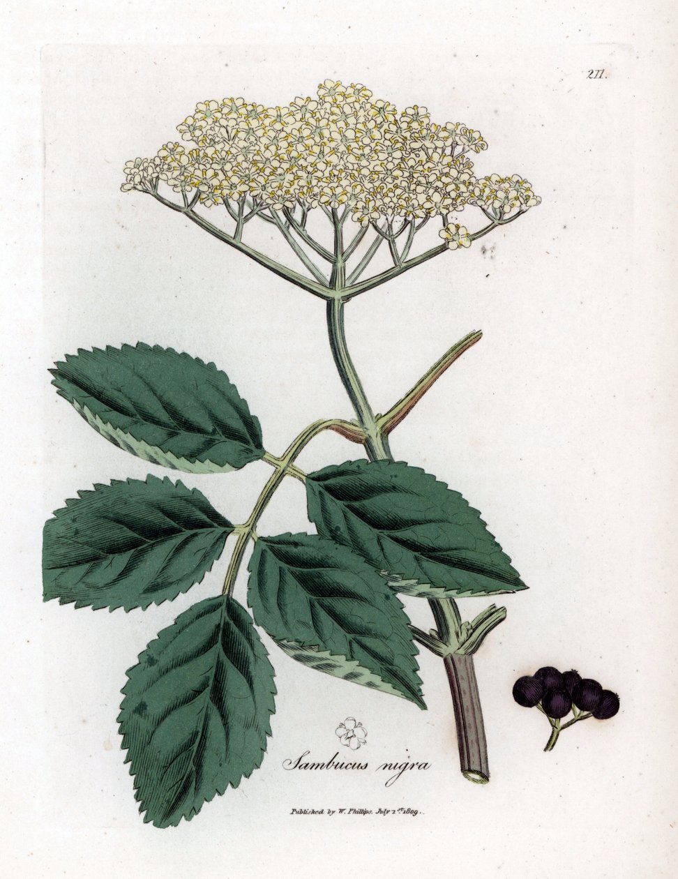 大接骨木果或黑接骨木果 - 常见的黑接骨木树，Sambucus nigra。 手绘铜版雕刻，取自詹姆斯·索尔比 (James Sowerby) 的植物插图，来自威廉·伍德维尔 (William Woodville) 和威廉·杰克逊·胡克爵士 (Sir William Jackson Hooker) 的“药用植物学”，约翰·博恩 (John Bohn)，伦敦 作者 詹姆斯·索尔比